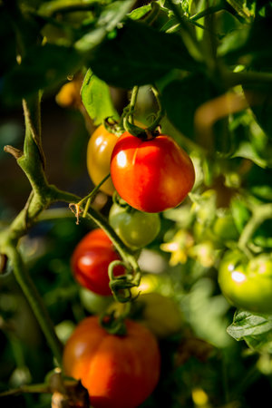 Smart farming techniques hydroponic salad vegetables technology tomato red green ensuring fresh sustainable produce agriculture promotes healthy eating support farmer living local community non gmoの写真素材