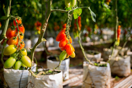 Smart farming techniques hydroponic salad vegetables technology tomato red green ensuring fresh sustainable produce agriculture promotes healthy eating support farmer living local community non gmoの写真素材