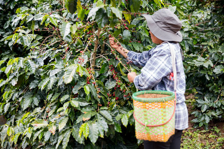 Farmer concept hand harvest ripe coffee seed robusta arabica berry close up fresh green leaf bean picking orange crop red yellow berries raw plant tree farm growth blur background eco organic gardenの写真素材