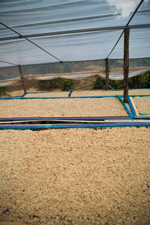 Farmer concept harvest ripe coffee seed robusta arabica berry close up fresh green leaf bean picking orange crop red yellow berries raw plant tree smart farm growth blur background eco organic gardenの写真素材