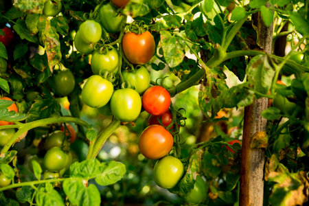 Smart farming techniques hydroponic salad vegetables technology tomato red green ensuring fresh sustainable produce agriculture promotes healthy eating support farmer living local community non gmoの写真素材