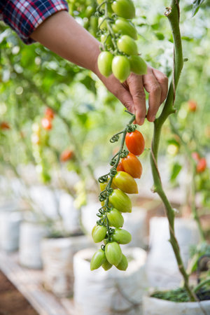 Smart farming techniques hydroponic salad vegetables technology tomato red green ensuring fresh sustainable produce agriculture promotes healthy eating support farmer living local community non gmoの写真素材