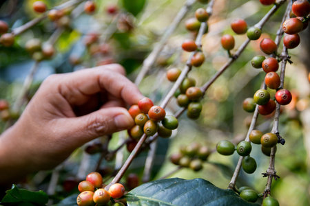 Farmer concept hand harvest ripe coffee seed robusta arabica berry close up fresh green leaf bean picking orange crop red yellow berries raw plant tree farm growth blur background eco organic gardenの写真素材