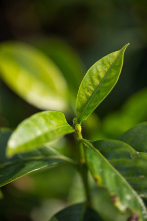 Smart farming techniques hydroponic fresh garden produce agriculture promotes farmer concept seedling pot close up fresh green plant tree farm growth blur background organic garden cultivateの写真素材