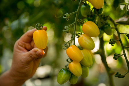 Smart farming techniques hydroponic salad vegetables business farm technology ensuring fresh sustainable produce farmer hand pick non gmo tomato red yellow green agriculture promotes support livingの写真素材