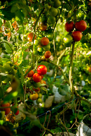 Smart farming techniques hydroponic salad vegetables technology tomato red green ensuring fresh sustainable produce agriculture promotes healthy eating support farmer living local community non gmoの写真素材