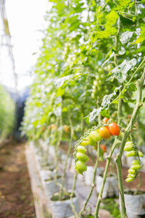 Smart farming techniques hydroponic salad vegetables technology tomato red green ensuring fresh sustainable produce agriculture promotes healthy eating support farmer living local community non gmoの写真素材