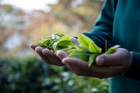 Business concept centers around fresh green tea reap background leaves organic farm with banner lush garden healthy plant tree leaves eco herbal farmer blur leaf plantation Freshness herbal naturalの写真素材