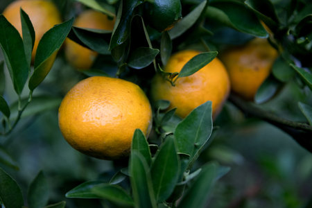Business farm orange concept nature fruit citrus orchard mandarin tree growing, vibrant organic lush leaves background farmer green garden crop leaf ripe laden branches plant close up farming growth.の写真素材