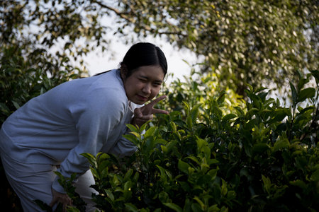 Business concept centers around fresh green tea reap background leaves organic farm with banner lush garden healthy plant tree leaves eco herbal farmer blur leaf plantation Freshness herbal naturalの写真素材