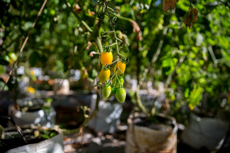 Smart farming techniques hydroponic salad vegetables technology tomato red green ensuring fresh sustainable produce agriculture promotes healthy eating support farmer living local community non gmoの写真素材