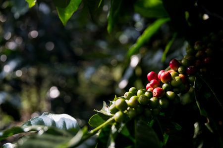 Farmer concept harvest ripe coffee seed robusta arabica berry close up fresh green leaf bean picking orange crop red yellow berries raw plant tree smart farm growth blur background eco organic gardenの写真素材