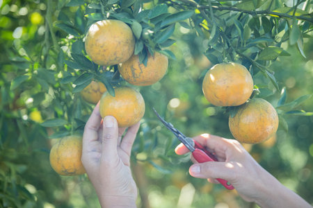 Business farm ripe orange concept farmer hand pick nature fruit citrus orchard mandarin tree growing organic lush leaves background green vibrant garden crop leaf laden branches plant close up growthの写真素材