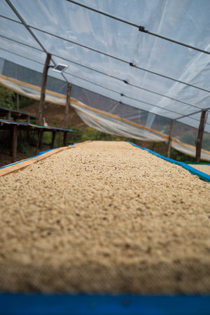 Farmer concept harvest ripe coffee seed robusta arabica berry close up fresh green leaf bean picking orange crop red yellow berries raw plant tree growth blur background eco organic gardenの写真素材