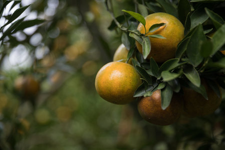 Business farm orange concept nature fruit citrus orchard mandarin tree growing, vibrant organic lush leaves background farmer green garden crop leaf ripe laden branches plant close up farming growth.の写真素材