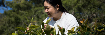 Business concept centers around fresh green tea reap background leaves organic farm with banner lush garden healthy plant tree leaves eco herbal farmer blur leaf plantation Freshness herbal naturalの写真素材