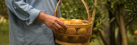 Business farm ripe orange concept farmer hand pick nature fruit citrus orchard mandarin tree growing organic lush leaves background green vibrant garden crop leaf laden branches plant close up growthの写真素材