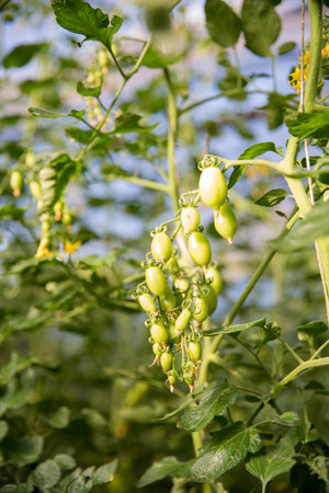 Smart farming techniques hydroponic salad vegetables technology tomato red green ensuring fresh sustainable produce agriculture promotes healthy eating support farmer living local community non gmoの写真素材