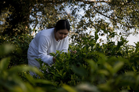 Business concept centers around fresh green tea reap background leaves organic farm with banner lush garden healthy plant tree leaves eco herbal farmer blur leaf plantation Freshness herbal naturalの写真素材