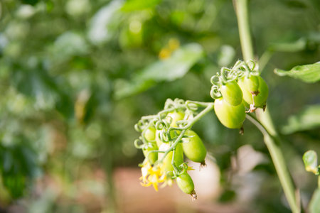 Smart farming techniques hydroponic salad vegetables technology tomato red green ensuring fresh sustainable produce agriculture promotes healthy eating support farmer living local communityの写真素材