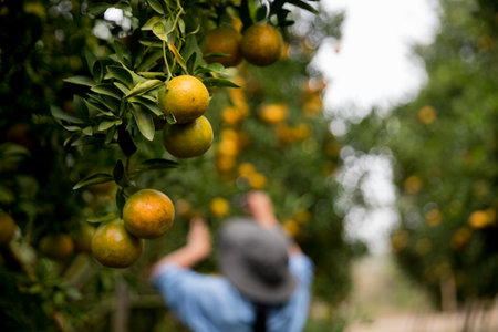Business farm ripe orange concept farmer hand pick nature fruit citrus orchard mandarin tree growing organic lush leaves background green vibrant garden crop leaf laden branches plant close up growthの写真素材