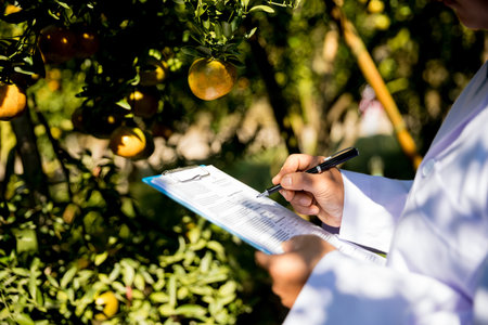Business farm ripe orange concept farmer hand pick nature fruit citrus orchard mandarin tree growing organic lush leaves background green vibrant garden crop leaf laden branches plant close up growthの写真素材