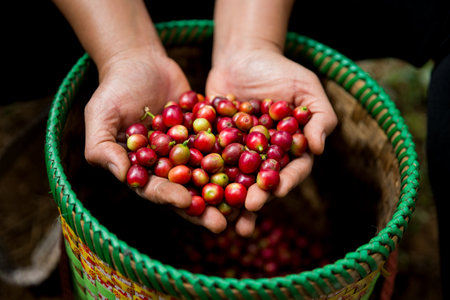 Farmer concept hand harvest ripe coffee seed robusta arabica berry close up fresh green leaf bean picking orange crop red yellow berries raw plant tree farm growth blur background eco organic gardenの写真素材