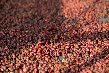 Smart farming techniques machinery roast apparatus coffee bean dry sunlight tool sunbeam sunray sunshine fresh garden produce agriculture promotes farmer concept close up plant farm blur backgroundの写真素材