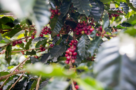 Farmer concept harvest ripe coffee seed robusta arabica berry close up fresh green leaf bean picking orange crop red yellow berries raw plant tree smart farm growth blur background eco organic gardenの写真素材