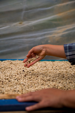 Hand harvest ripe coffee seed berry close up fresh green leaf bean picking orange crop red yellow berries raw plant tree farm growth blur background eco organic gardenの写真素材