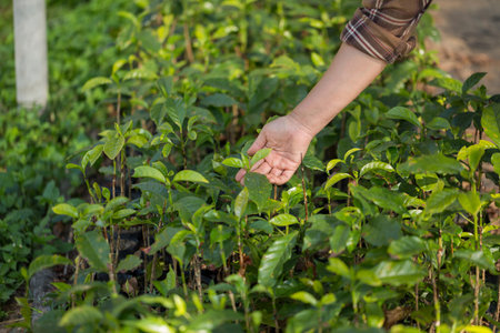 Smart hand farming techniques hydroponic fresh garden produce agriculture promotes farmer concept seedling pot close up green plant tree farm growth blur background organic garden cultivateの写真素材