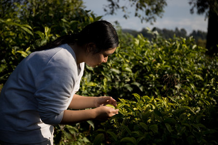 Business concept centers around fresh green tea reap background leaves organic farm with banner lush garden healthy plant tree leaves eco herbal farmer blur leaf plantation Freshness herbal naturalの写真素材