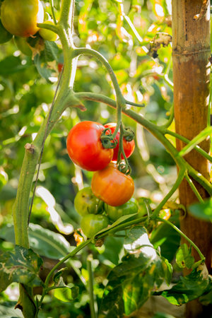 Smart farming techniques hydroponic salad vegetables technology tomato red green ensuring fresh sustainable produce agriculture promotes healthy eating support farmer living local community non gmoの写真素材