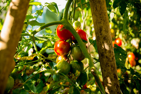Smart farming techniques hydroponic salad vegetables technology tomato red green ensuring fresh sustainable produce agriculture promotes healthy eating support farmer living local community non gmoの写真素材