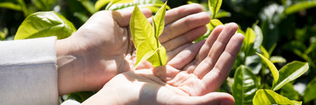 Business concept centers around fresh green tea reap background leaves organic farm with banner lush garden healthy plant tree leaves eco herbal farmer blur leaf plantation Freshness herbal naturalの写真素材