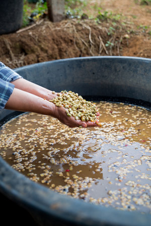 Hand harvest ripe coffee seed berry close up fresh green leaf bean picking orange crop red yellow berries raw plant tree farm growth blur background eco organic gardenの写真素材