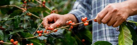 Farmer concept hand harvest ripe coffee seed robusta arabica berry close up fresh green leaf bean picking orange crop red yellow berries raw plant tree farm growth blur background eco organic gardenの写真素材