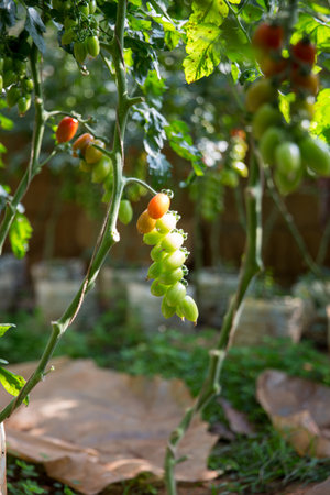 Smart farming techniques hydroponic salad vegetables technology tomato red green ensuring fresh sustainable produce agriculture promotes healthy eating support farmer living local community non gmoの写真素材