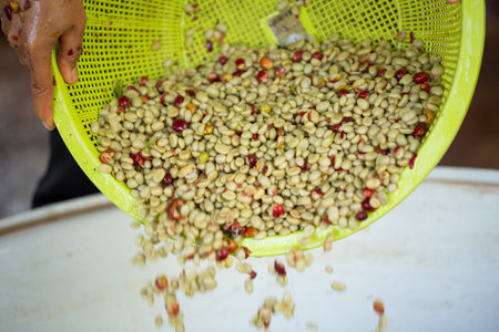 Close up smart farmer techniques hand coffee bean machinery roast apparatus dry sunlight tool sunbeam sunray sunshine fresh garden produce agriculture promotes farmer concept farm blur backgroundの写真素材