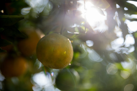 Business farm orange concept nature fruit citrus orchard mandarin tree growing, vibrant organic lush leaves background farmer green garden crop leaf ripe laden branches plant close up farming growth.の写真素材