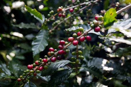 Farmer concept harvest ripe coffee seed robusta arabica berry close up fresh green leaf bean picking orange crop red yellow berries raw plant tree smart farm growth blur background eco organic gardenの写真素材
