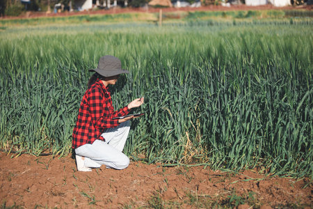 wheat farmer harvest business concept farming agronomist analyzing data barley examines food field summer cereal agriculture Smart farm modern management growth control organic summer background blurの写真素材
