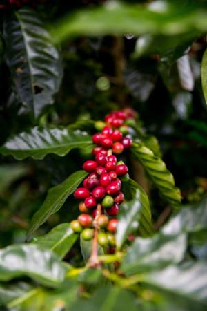 Farmer concept harvest ripe coffee seed robusta arabica berry close up fresh green leaf bean picking orange crop red yellow berries raw plant tree smart farm growth blur background eco organic gardenの写真素材