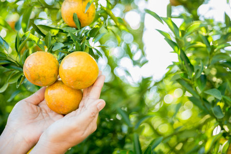 Business farm ripe orange concept farmer hand pick nature fruit citrus orchard mandarin tree growing organic lush leaves background green vibrant garden crop leaf laden branches plant close up growthの写真素材