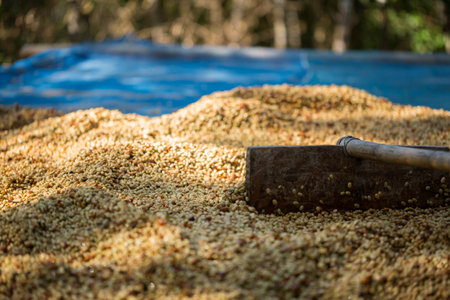 Smart farming techniques machinery apparatus coffee bean dry sunlight tool daylight sunbeam sunray sunshine fresh garden produce agriculture promotes farmer concept close up plant farm blur backgroundの写真素材