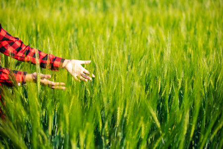 wheat farmer harvest business concept farming agronomist analyzing data barley examines food field summer cereal agriculture Smart farm modern management growth control organic summer background blurの写真素材