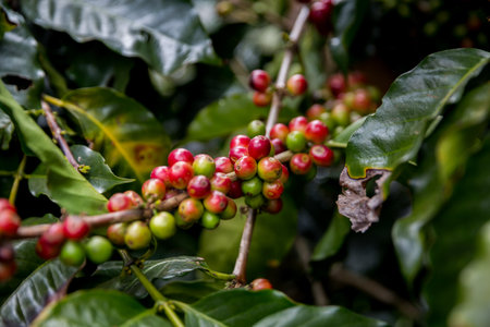Farmer concept harvest ripe coffee seed robusta arabica berry close up fresh green leaf bean picking orange crop red yellow berries raw plant tree smart farm growth blur background eco organic gardenの写真素材