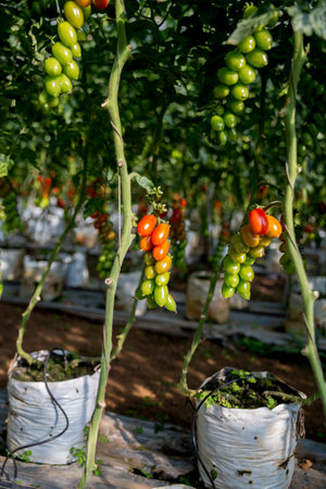 Smart farming techniques hydroponic salad vegetables technology tomato red green ensuring fresh sustainable produce agriculture promotes healthy eating support farmer living local community non gmoの写真素材