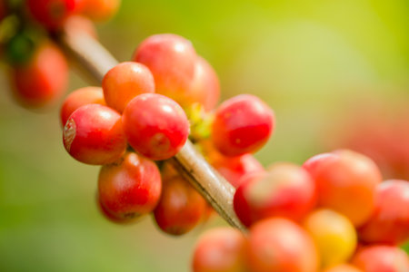 Blur background coffee seed eco organic garden Farmer concept hand harvest ripe robusta arabica berry close up fresh green leaf bean picking orange crop red yellow berries raw plant tree farm growthの写真素材