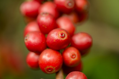 Farmer concept harvest fruit ripe coffee seed robusta arabica berry close up fresh green leaf bean picking orange crop red yellow berries raw plant tree farm growth blur background eco organic gardenの写真素材